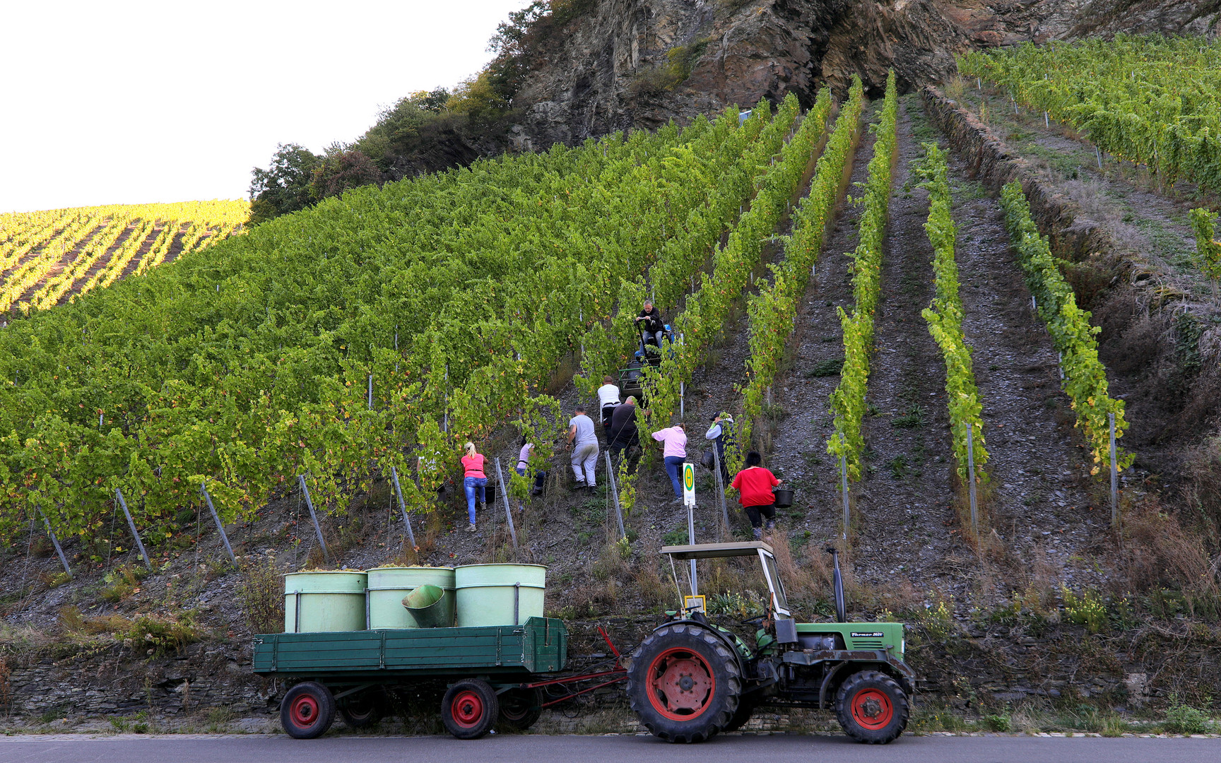 Mosel - Traubenlese