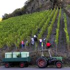 Mosel - Traubenlese