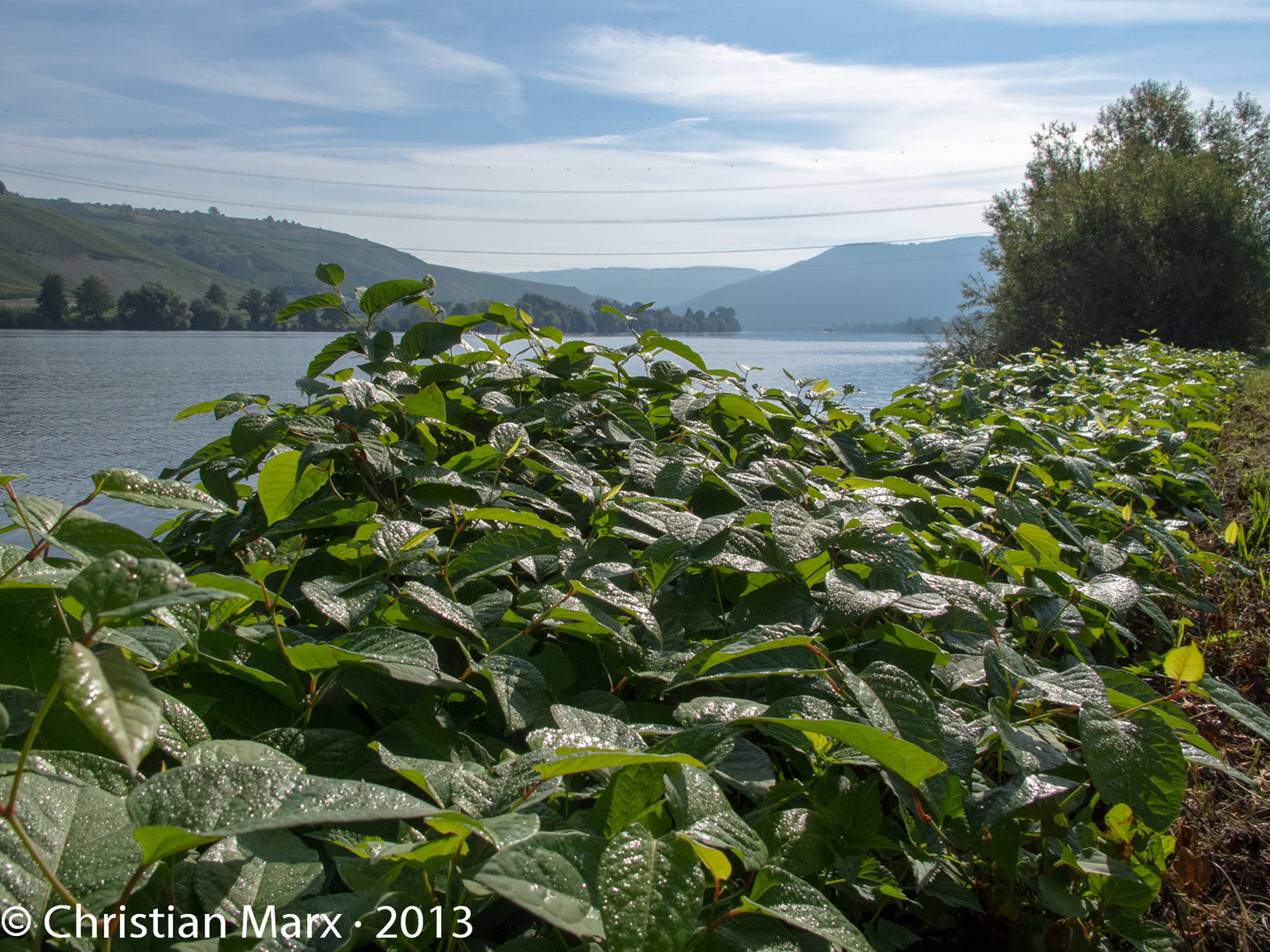 Mosel und Morgentau