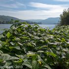 Mosel und Morgentau