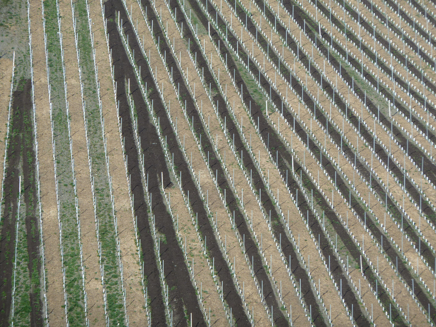 Mosel-Weinberg