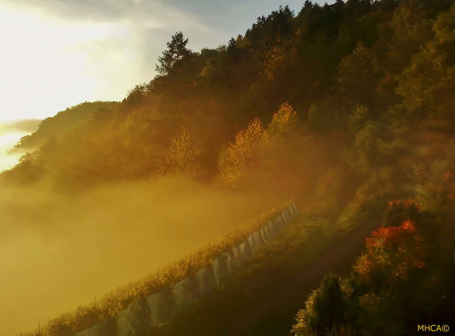 Mosel   *   Weinberg   *   Herbst