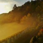 Mosel   *   Weinberg   *   Herbst