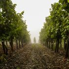 Mosel: Weinberg im Nebel