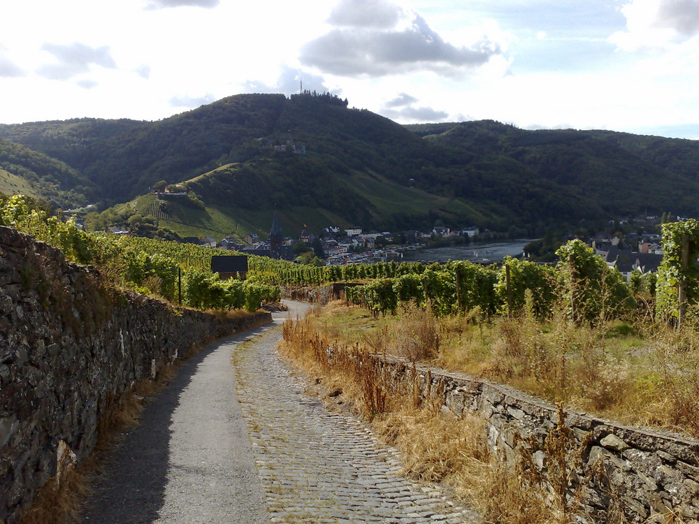 Mosel Weinberg Talsicht