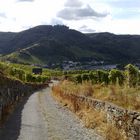 Mosel Weinberg Talsicht