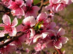 Mosel zu Ostern. Roter Weinberg-Pfirsich-in der Blüte