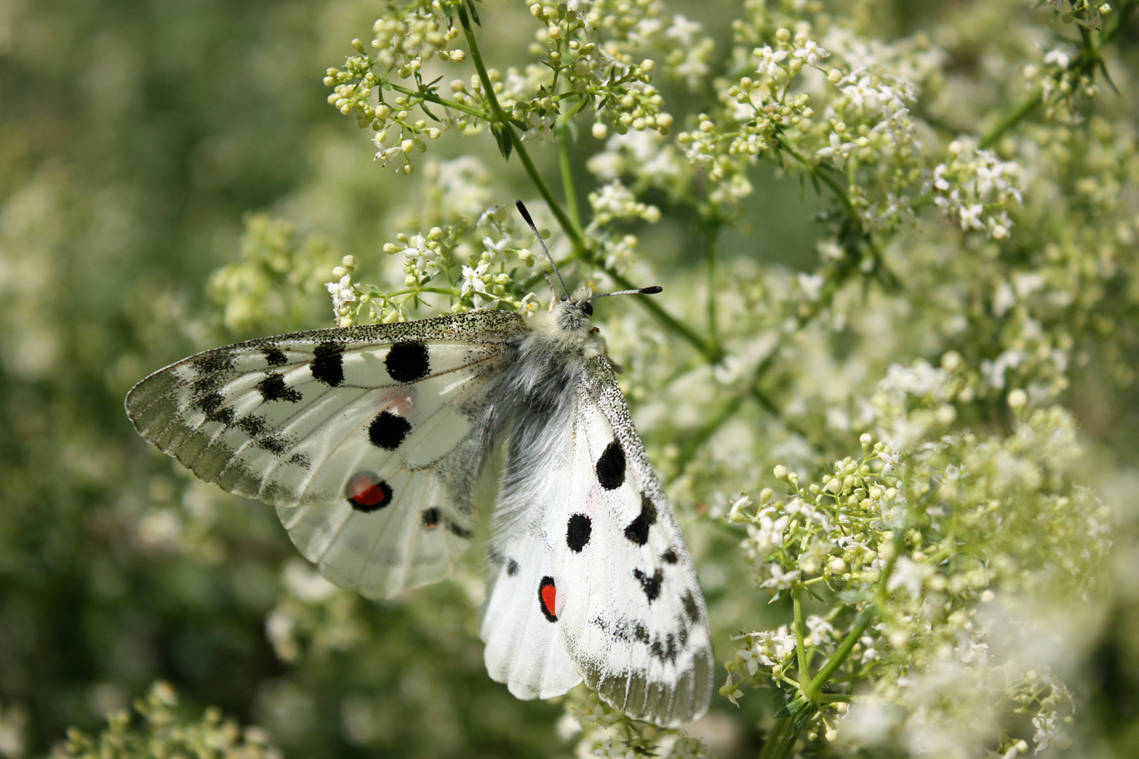 Moselapollo (P. a. vinningensis)