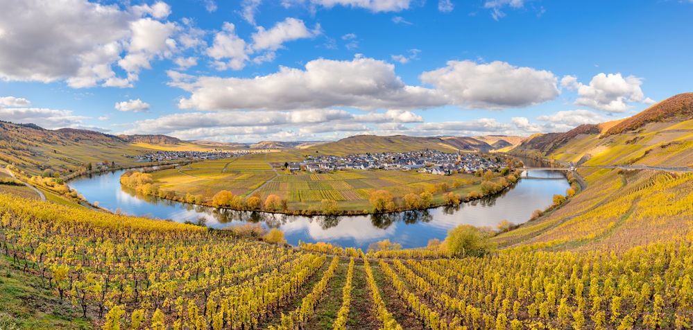 *Moselschleife bei Trittenheim @ Goldener Herbst an der Mosel*