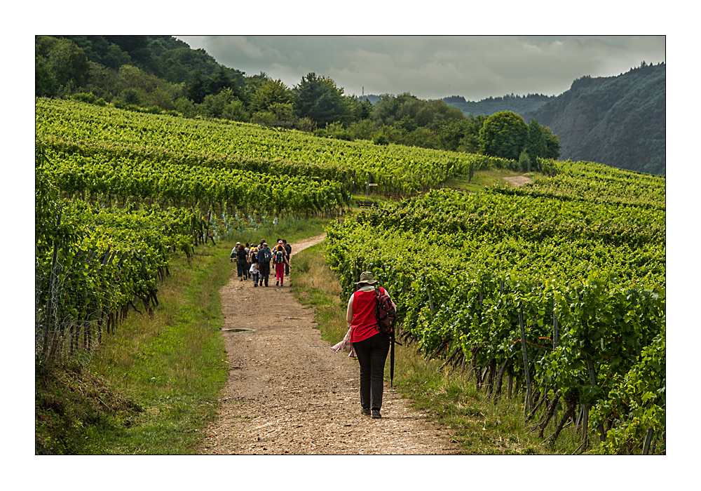 Moselwanderweg