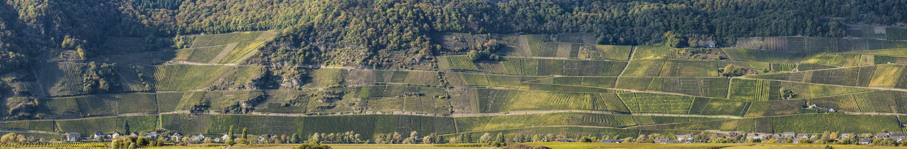 Moselwingert im Oktober