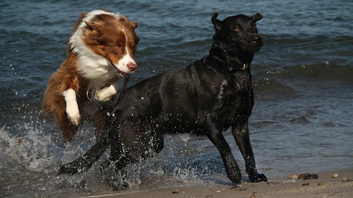 Moses am Strand