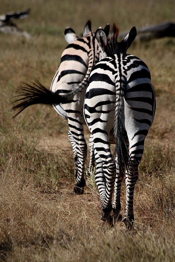 Mosi-oa-Tunya Nationalpark, Livinstone, Zambia 2011