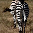 Mosi-oa-Tunya Nationalpark, Livinstone, Zambia 2011