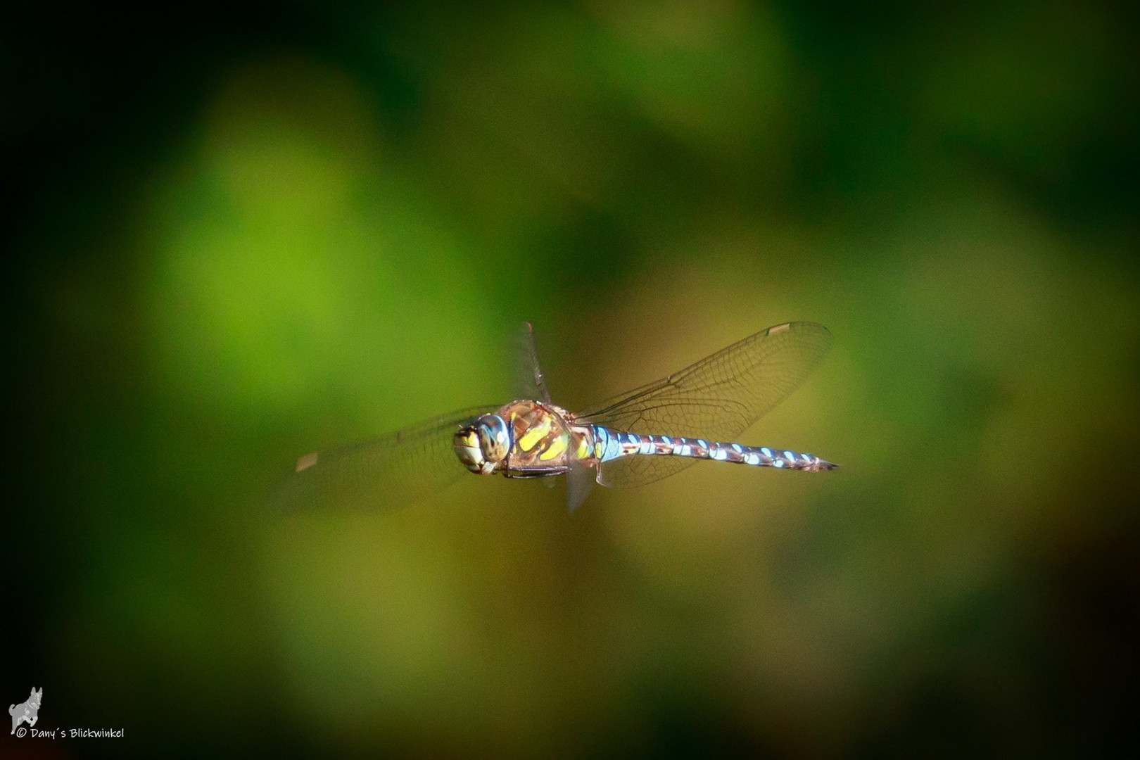 Mosikjungfer im Flug