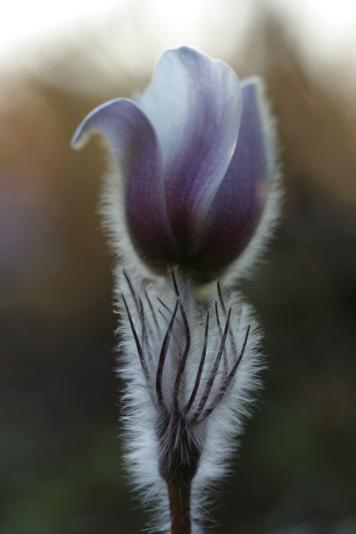 Mosippa, (Pelzanemone), Landschaftsblume von Härjedalen, Mittelschweden...