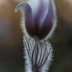 Mosippa, (Pelzanemone), Landschaftsblume von Härjedalen, Mittelschweden...