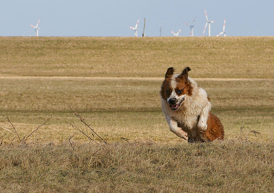 Moskauer Wachhund