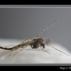 MOSQUITA