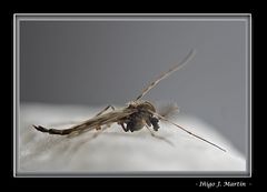 MOSQUITA