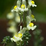 Mosquitas doradas (linaria supina ssp maritima)