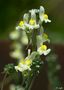 Mosquitas doradas (linaria supina ssp maritima) von Angela Menendez 