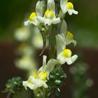 Mosquitas doradas (linaria supina ssp maritima)