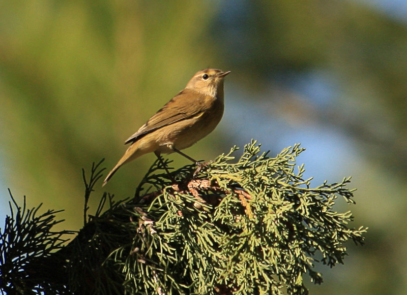 Mosquitero 2