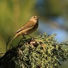 Mosquitero 2