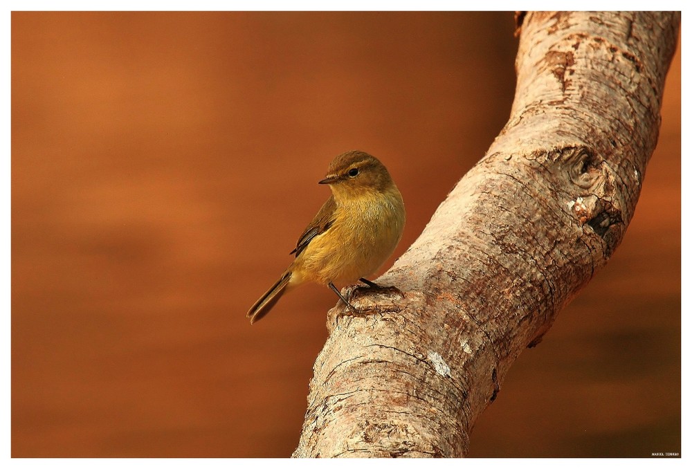 MOSQUITERO