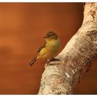 MOSQUITERO