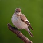 Mosquitero.