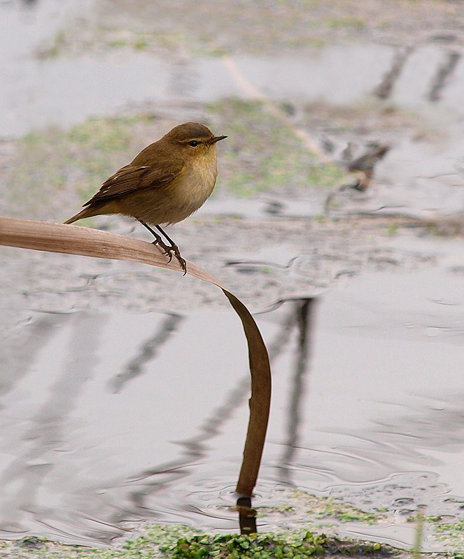 mosquitero