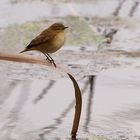 mosquitero