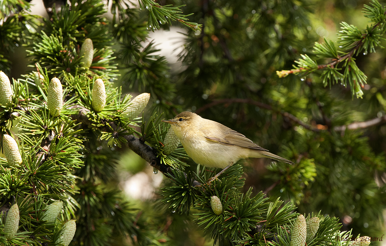 mosquitero