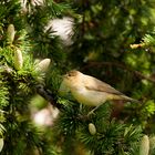 mosquitero