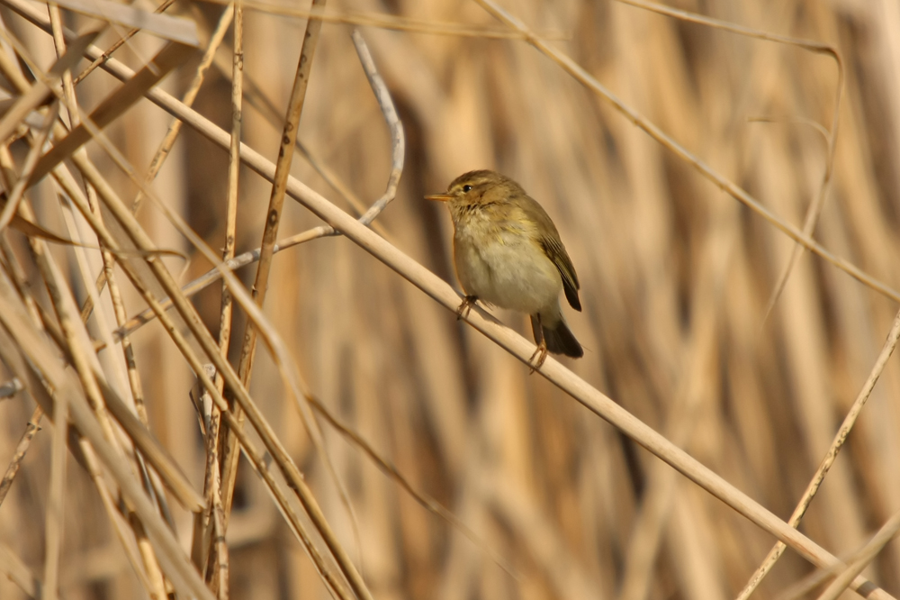 Mosquitero