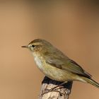 Mosquitero