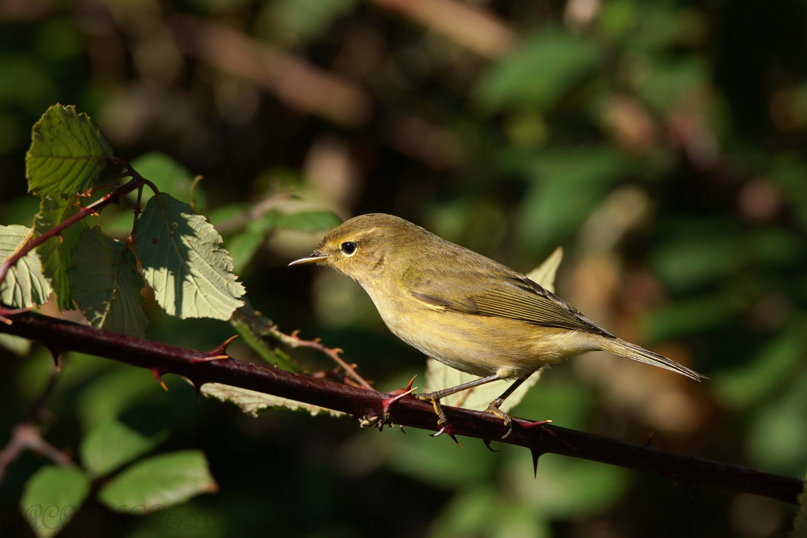 Mosquitero común