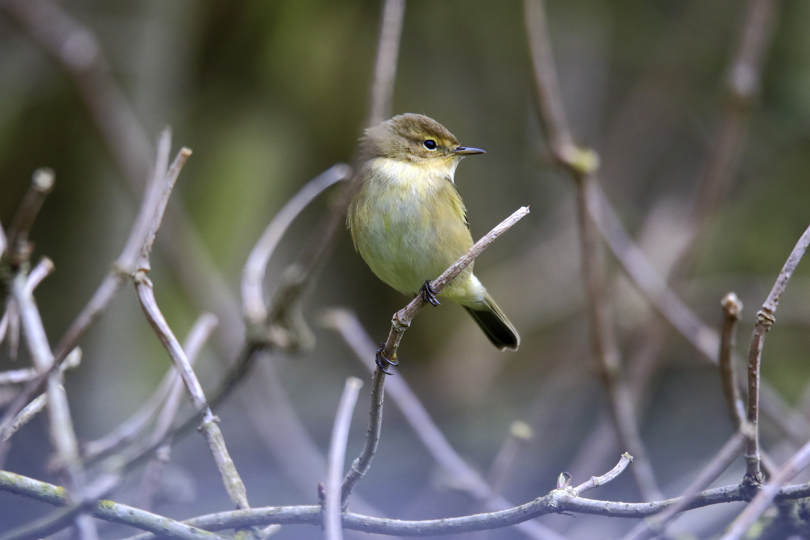 Mosquitero común