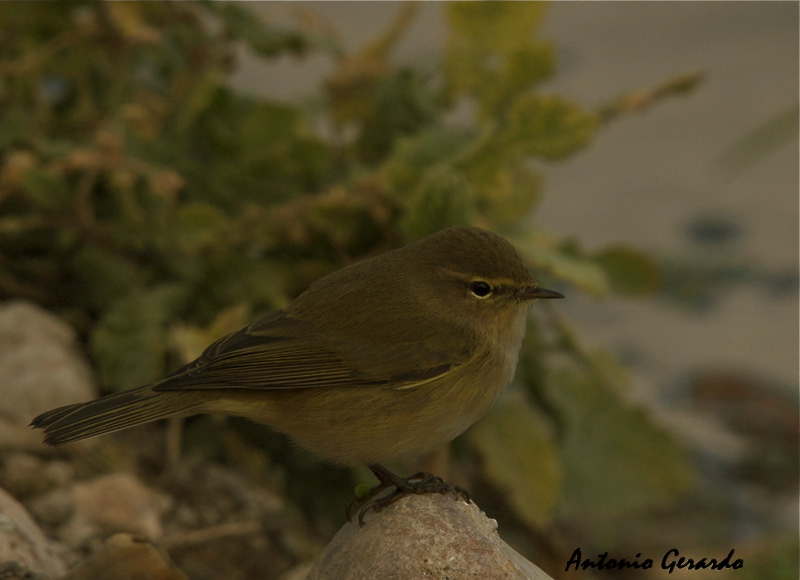 Mosquitero Comun