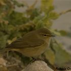 Mosquitero Comun