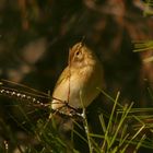 Mosquitero