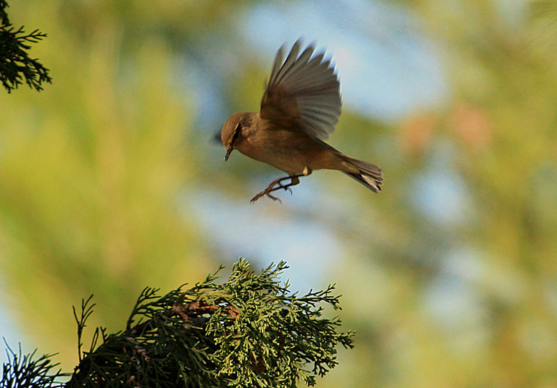 Mosquitero