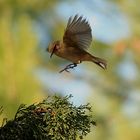 Mosquitero