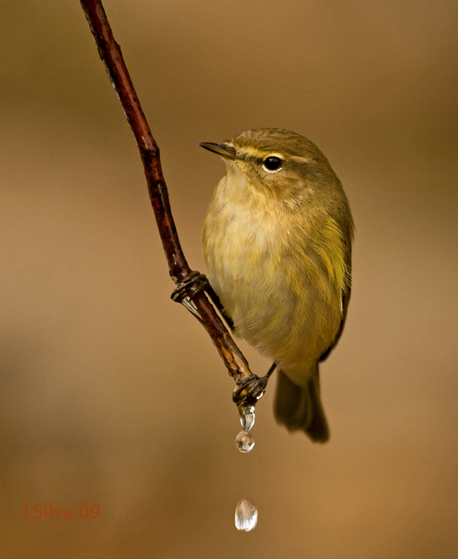 Mosquitero I