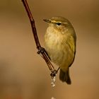 Mosquitero I