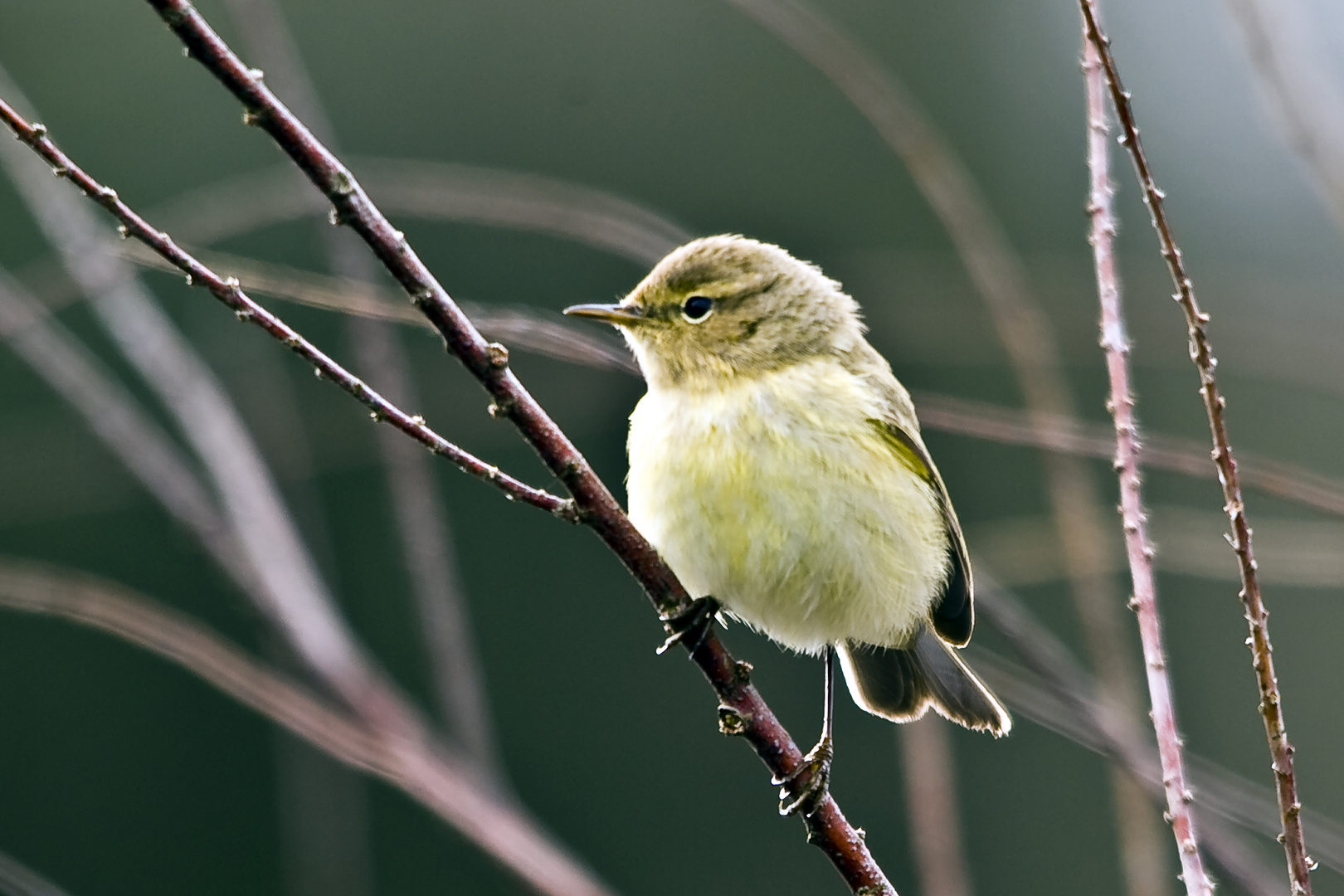 MOSQUITERO IBERICO