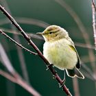 MOSQUITERO IBERICO