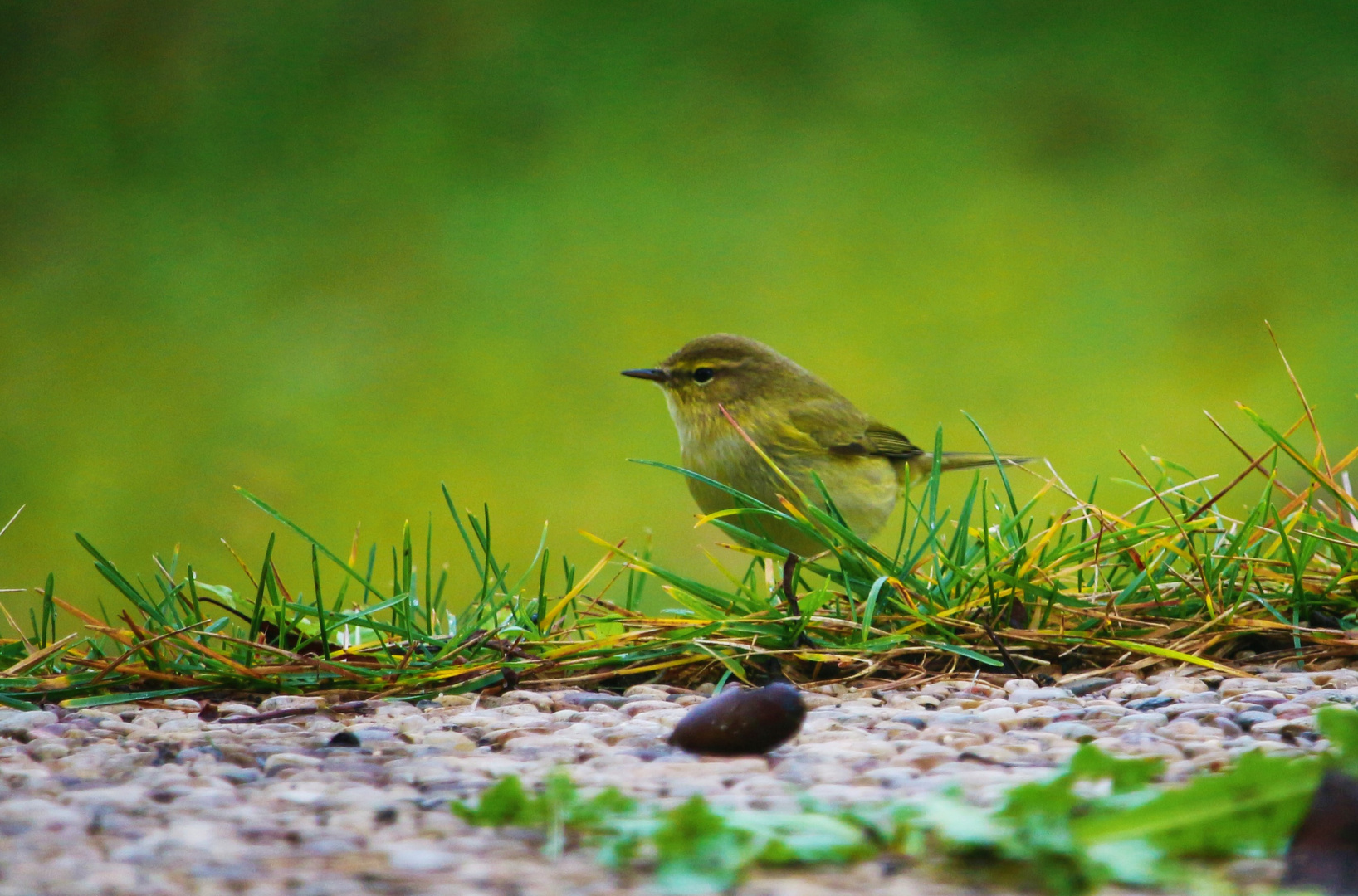 Mosquitero ibérico